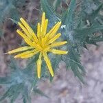 Carthamus lanatus flower picture by Pascal BLOUET (cc-by-sa)