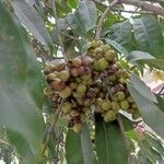 Syzygium cumini fruit picture by Sujan Kumar khatri (cc-by-sa)