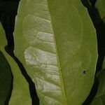 Cassipourea killipii leaf picture by Nelson Zamora Villalobos (cc-by-nc)