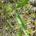 Clematis campestris leaf picture by Trap Hers (cc-by-sa)