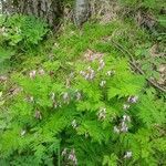 Dicentra eximia habit picture by Mike Williams (cc-by-sa)