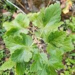 Ribes nigrum leaf picture by Max Mauranges (cc-by-sa)