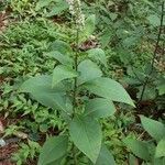 Lysimachia clethroides habit picture by Зобенко Андрей (cc-by-sa)