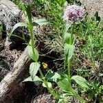 Valeriana montana flower picture by ruempel (cc-by-sa)