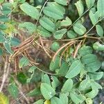 Indigofera tinctoria fruit picture by laurent00031 (cc-by-sa)