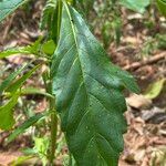 Stachytarpheta indica leaf picture by Lennaert Steen (cc-by-sa)