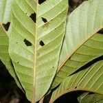 Pouteria torta leaf picture by Nelson Zamora Villalobos (cc-by-nc)