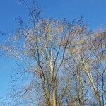 Alnus incana habit picture by Kampf Robert (cc-by-sa)