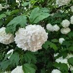 Viburnum opulus flower picture by Дарья Анисимова (cc-by-sa)