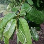 Annona purpurea leaf picture by Venegas-Elizondo Carlos (cc-by-sa)