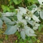 Pycnanthemum incanum flower picture by Heather Herb (cc-by-sa)