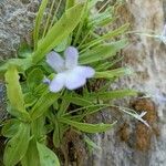 Pinguicula vallisneriifolia leaf picture by Serra Toni (cc-by-sa)