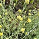 Helichrysum arenarium habit picture by Sans Attaches (cc-by-sa)