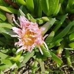 Carpobrotus edulis flower picture by Blumia (cc-by-sa)