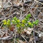 Sedum annuum leaf picture by periutz (cc-by-sa)