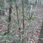 Arundinaria gigantea habit picture by Eli Small (cc-by-sa)