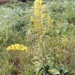 Solidago virgaurea habit picture by Saroma24 (cc-by-sa)