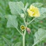 Physalis viscosa flower picture by Gonçalves da Cunha Lucas (cc-by-sa)