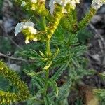 Heliotropium amplexicaule habit picture by Trap Hers (cc-by-sa)