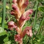 Orobanche teucrii leaf picture by Yoan MARTIN (cc-by-sa)