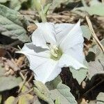 Convolvulus hermanniae l'hér. flower picture by Trap Hers (cc-by-sa)