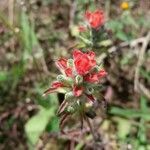 Castilleja nervata flower picture by Shehadi Ramiz (cc-by-sa)