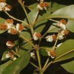 Calophyllum brasiliense flower picture by Nelson Zamora Villalobos (cc-by-nc)