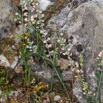 Aethionema saxatile habit picture by Martin Bishop (cc-by-sa)