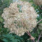 Angelica sylvestris fruit picture by Gaël Covain (cc-by-sa)