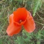 Papaver dubium flower picture by Dennis (cc-by-sa)