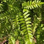 Adiantum latifolium leaf picture by Trang Dang (cc-by-sa)