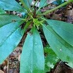 Rhododendron ponticum leaf picture by Jonathan Montagne (cc-by-sa)