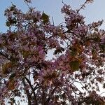 Bauhinia variegata flower picture by floral hardy (cc-by-sa)