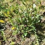 Rorippa palustris habit picture by Joseph Moulaison (cc-by-sa)