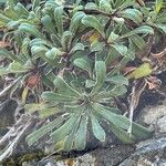 Saxifraga callosa leaf picture by JeanRene (cc-by-sa)