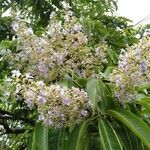 Vitex parviflora flower picture by Noel Dionson (cc-by-sa)