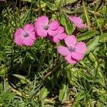 Dianthus pavonius habit picture by Denis Bastianelli (cc-by-sa)