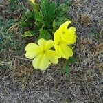 Oenothera biennis flower picture by André Lamur (cc-by-sa)