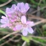 Armeria cantabrica flower picture by Diego Alex (cc-by-sa)