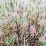 Hordeum marinum flower picture by Zachary Gaudin (cc-by-sa)