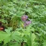 Geranium phaeum habit picture by Yoan MARTIN (cc-by-sa)