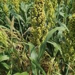 Sorghum bicolor fruit picture by Patera Jaroslav (cc-by-sa)