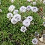 Globularia repens habit picture by Michel Michel MONTEIL (cc-by-sa)