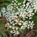 Pimpinella major flower picture by Passe Temps De Clo (cc-by-sa)