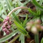 Plantago alpina fruit picture by Yoan MARTIN (cc-by-sa)