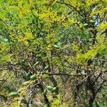 Vachellia caven habit picture by Trap Hers (cc-by-sa)