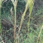 Andropogon bicornis habit picture by Trap Hers (cc-by-sa)