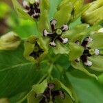 Asclepias viridis flower picture by Kim Schwichtenberg (cc-by-sa)