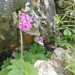 Primula matthioli flower picture by Margret Hackl (cc-by-sa)