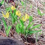 Erythronium grandiflorum leaf picture by Martin Bishop (cc-by-sa)